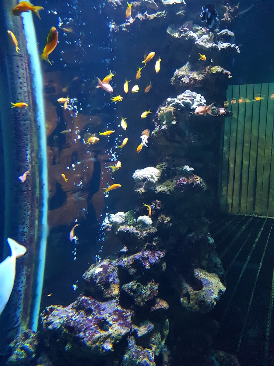 Aquarium de la Réunion