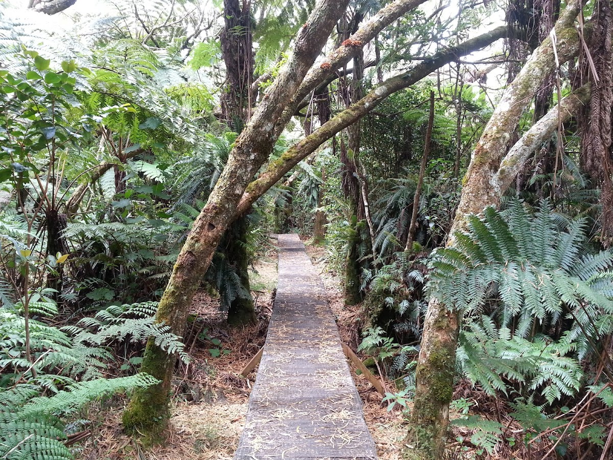 Forêt de Bébour