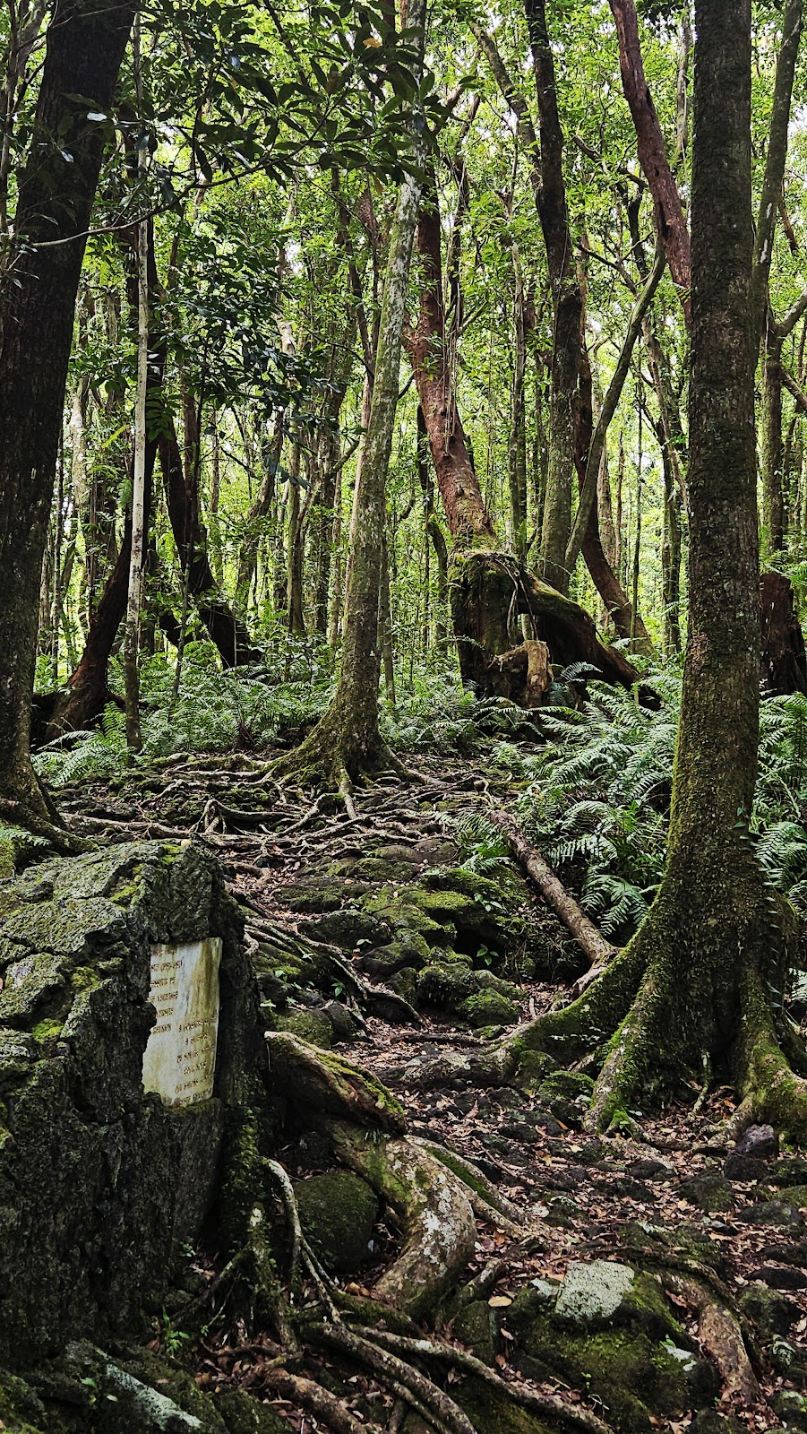 Forêt de Mare Longue